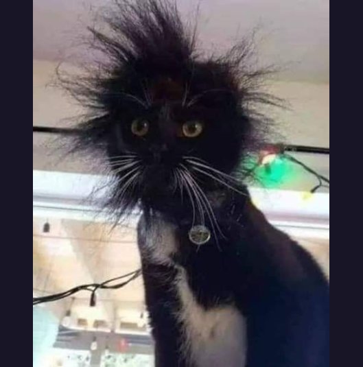 Котик бавився з електрикою, і дарма, бо тепер в нього вселився Альберт Ейнштейн - фото 445257