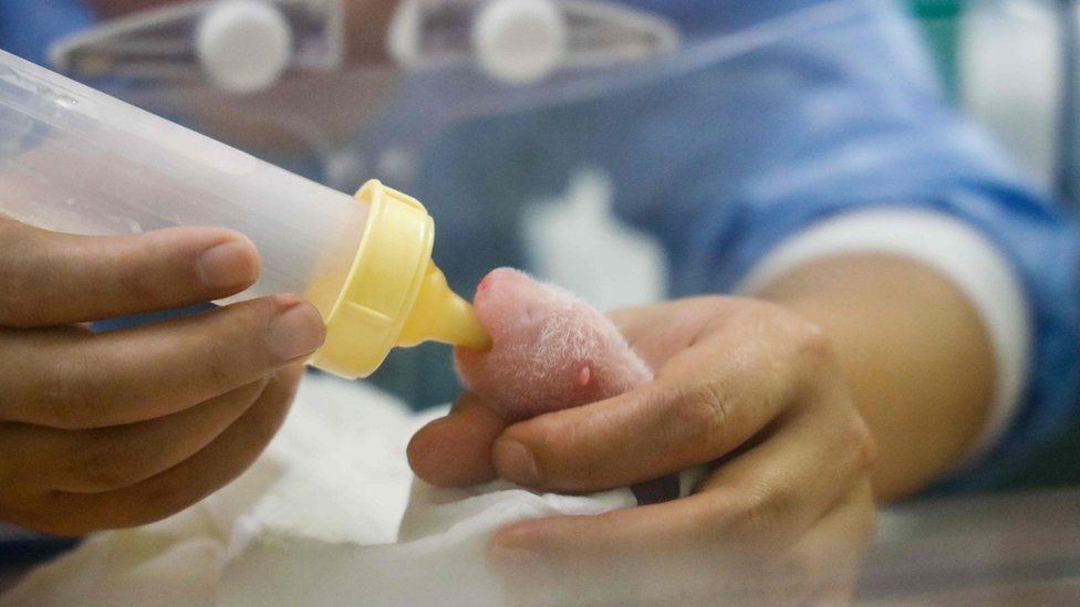Пандочка народила одразу двох дитинчат у бельгійському зоопарку, і вже є фото немовлят - фото 445439