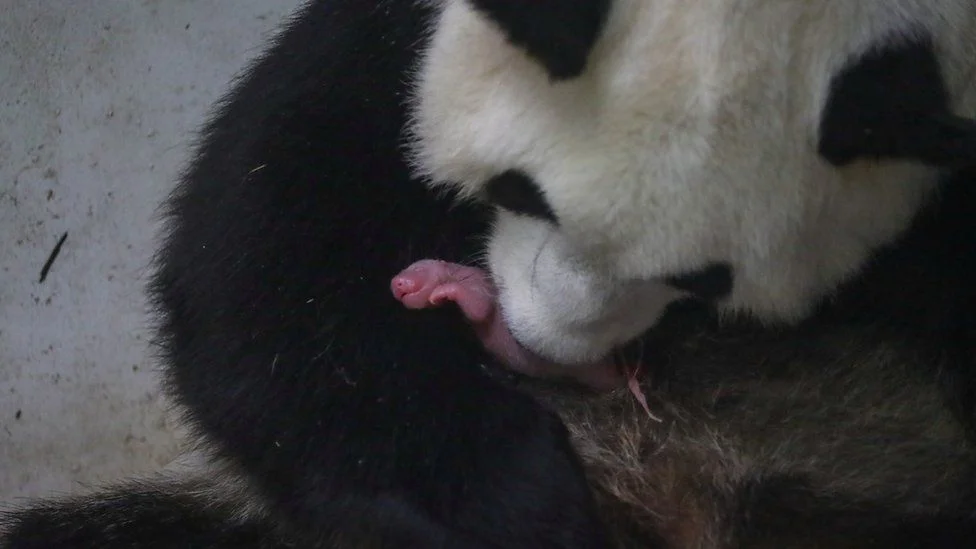 Пандочка народила одразу двох дитинчат у бельгійському зоопарку, і вже є фото немовлят - фото 445440