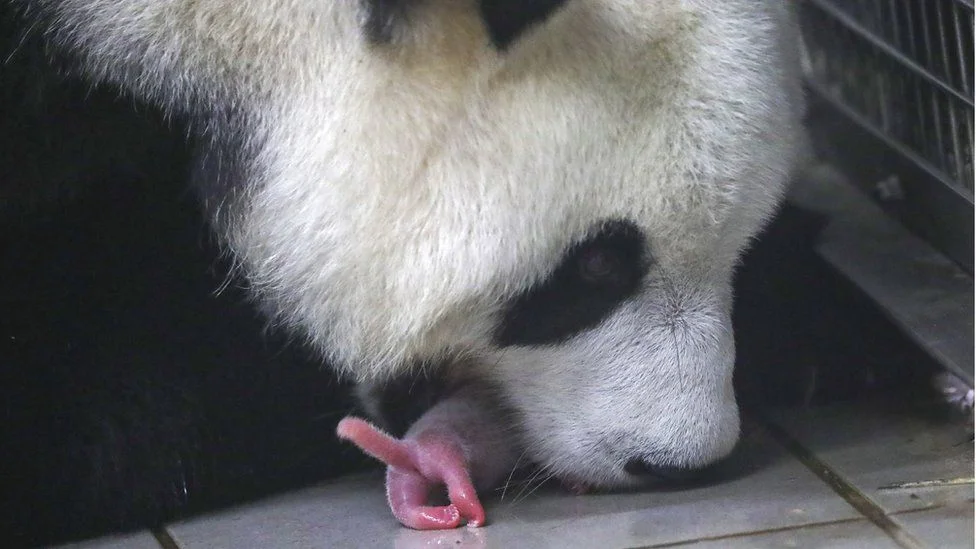 Пандочка родила сразу двух детенышей в бельгийском зоопарке, и уже есть фото младенцев - фото 445441
