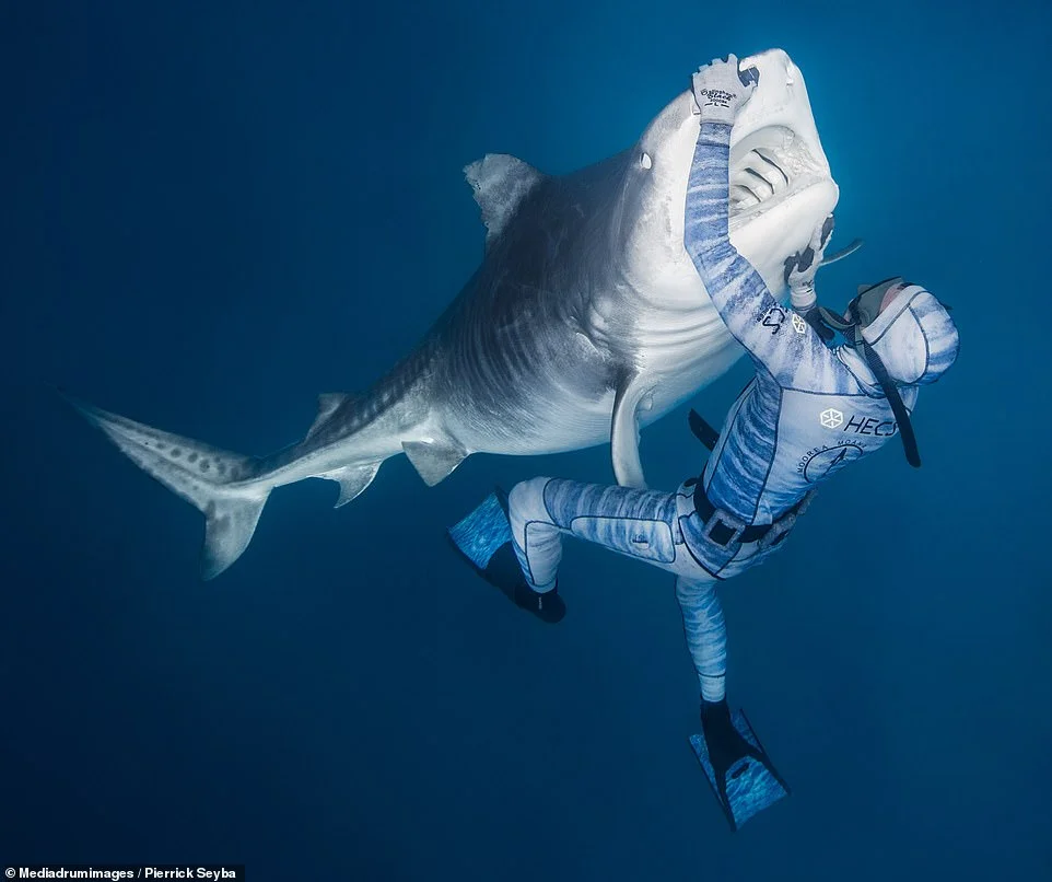 Дайвер зі сталевими нервами “приспав” небезпечну акулу, і ці кадри вражаючі - фото 445711