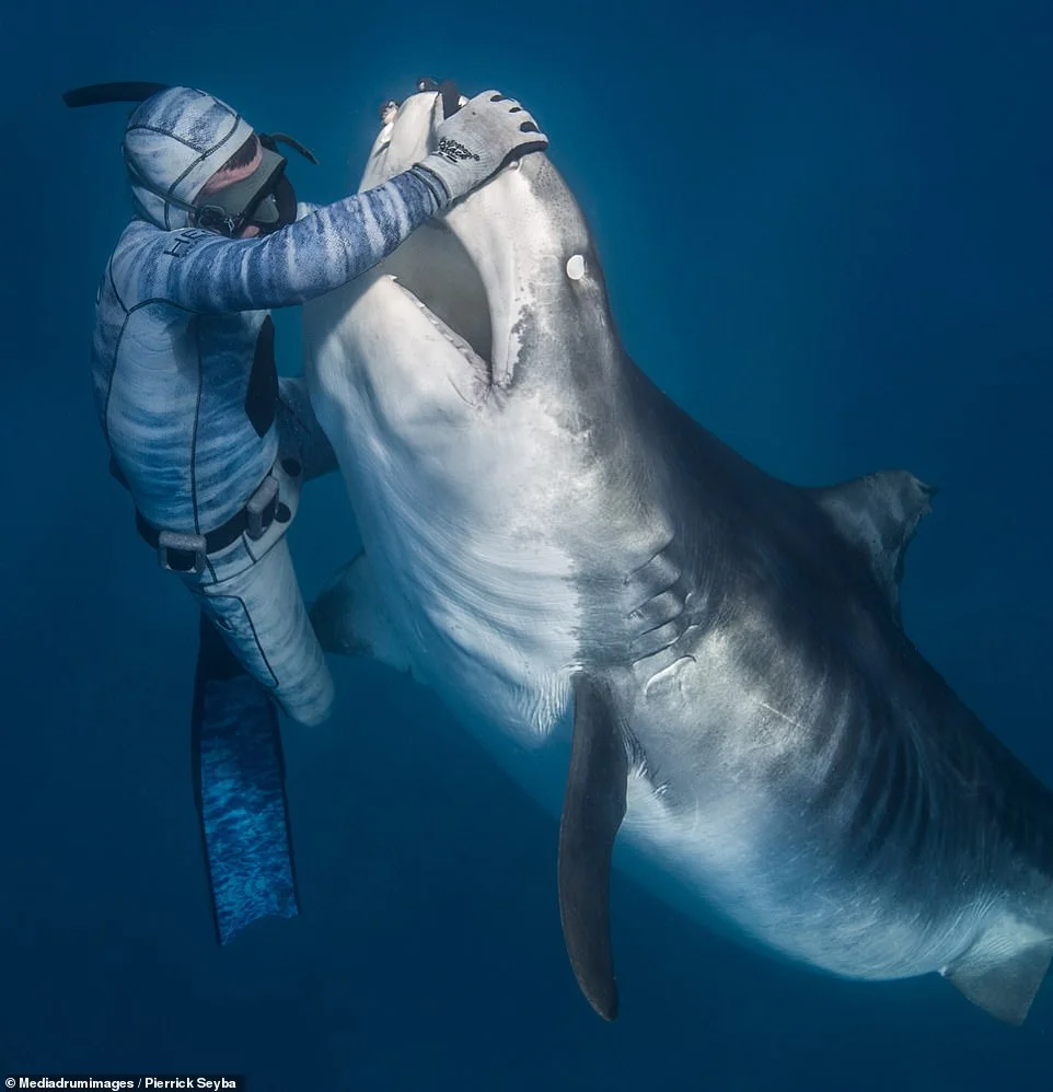 Дайвер зі сталевими нервами “приспав” небезпечну акулу, і ці кадри вражаючі - фото 445712