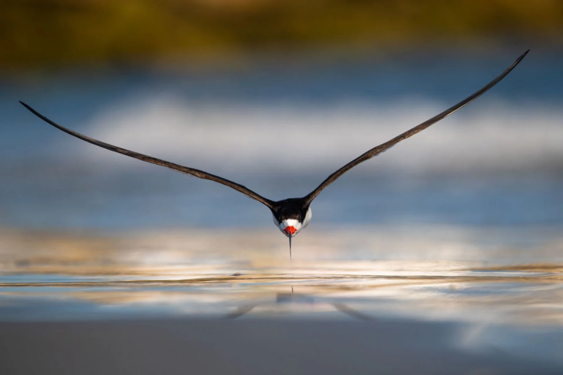 Ці фото лауреатів Bird Photographer of the Year 2019 доводять: природа - неймовірно чудова - фото 446975