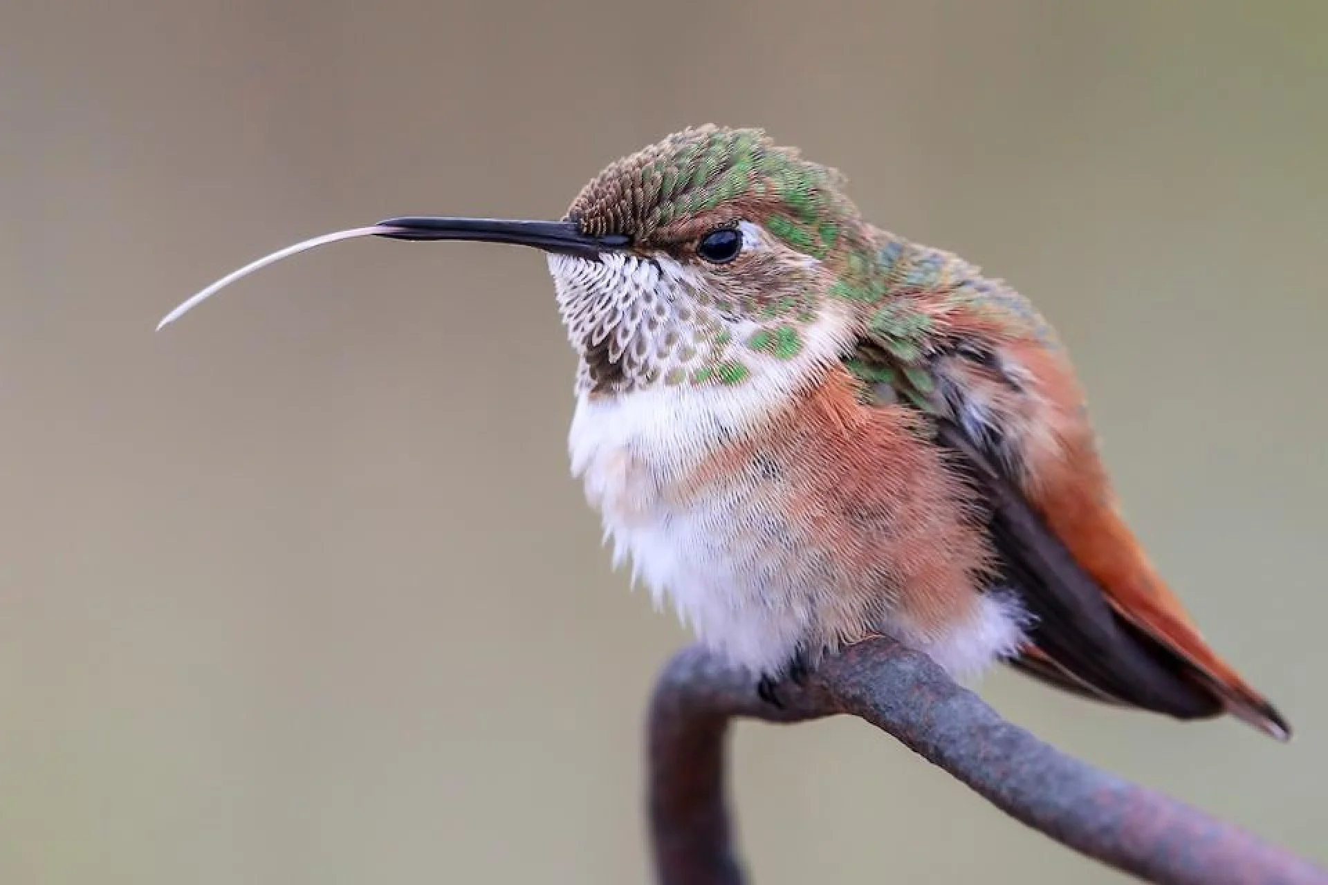 Ці фото лауреатів Bird Photographer of the Year 2019 доводять: природа - неймовірно чудова - фото 446978