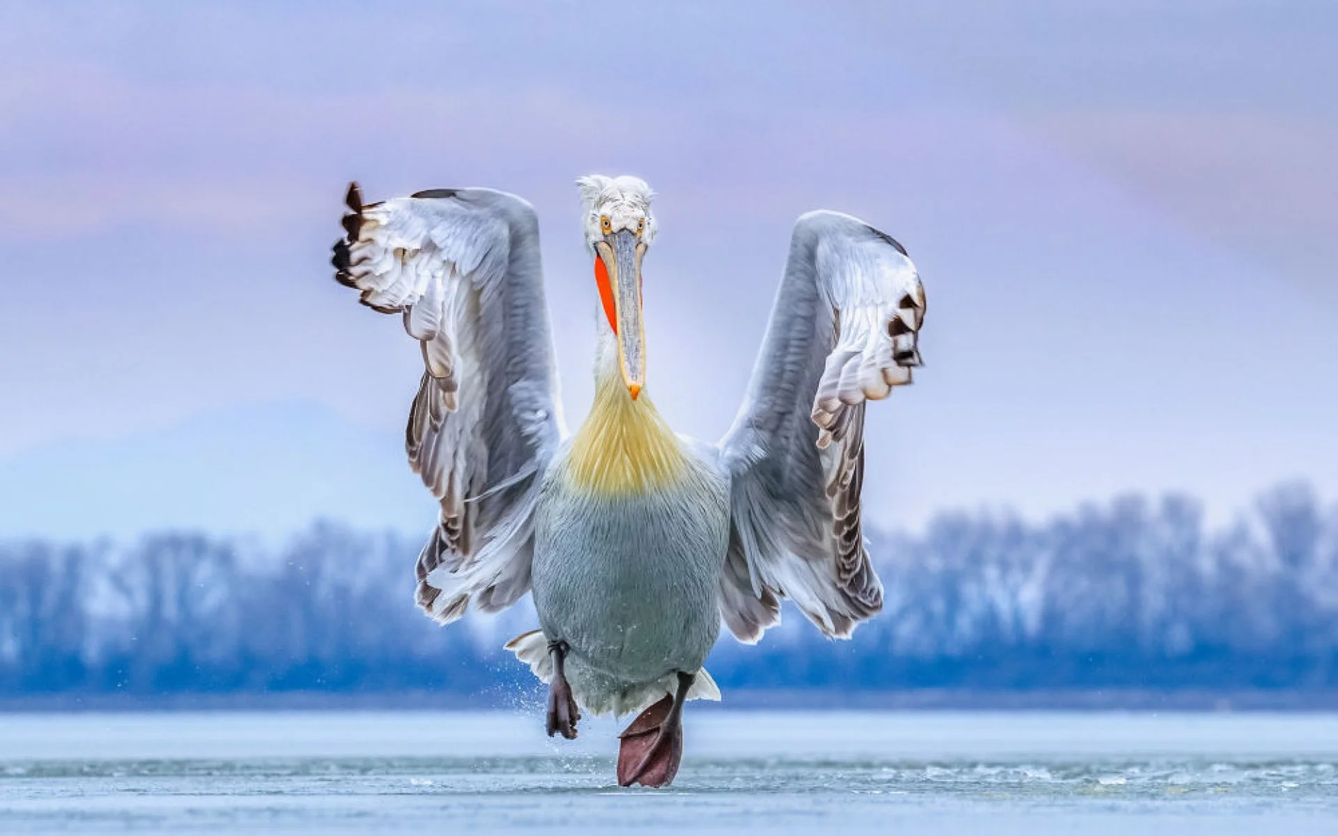 Ці фото лауреатів Bird Photographer of the Year 2019 доводять: природа - неймовірно чудова - фото 446980