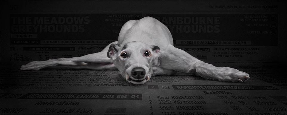 Разочарованная лягушка и корги-королева: фотографы потрясли сеть странными фото животных - фото 447253