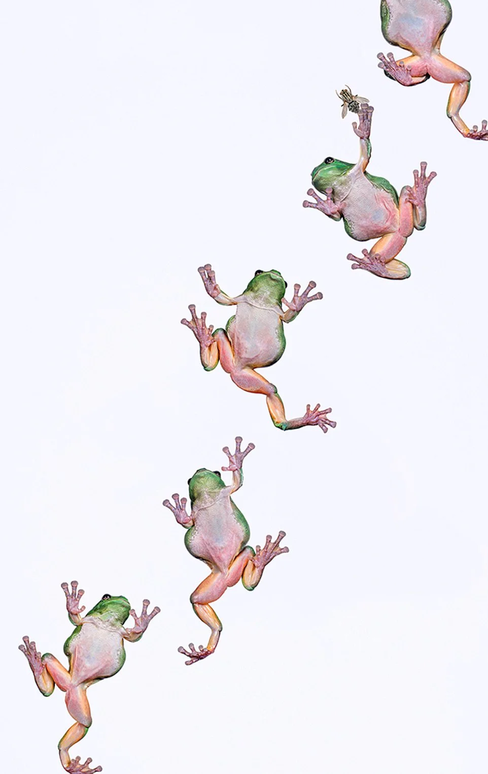 Ерін Кінг/Деревна жаба - фото 447255