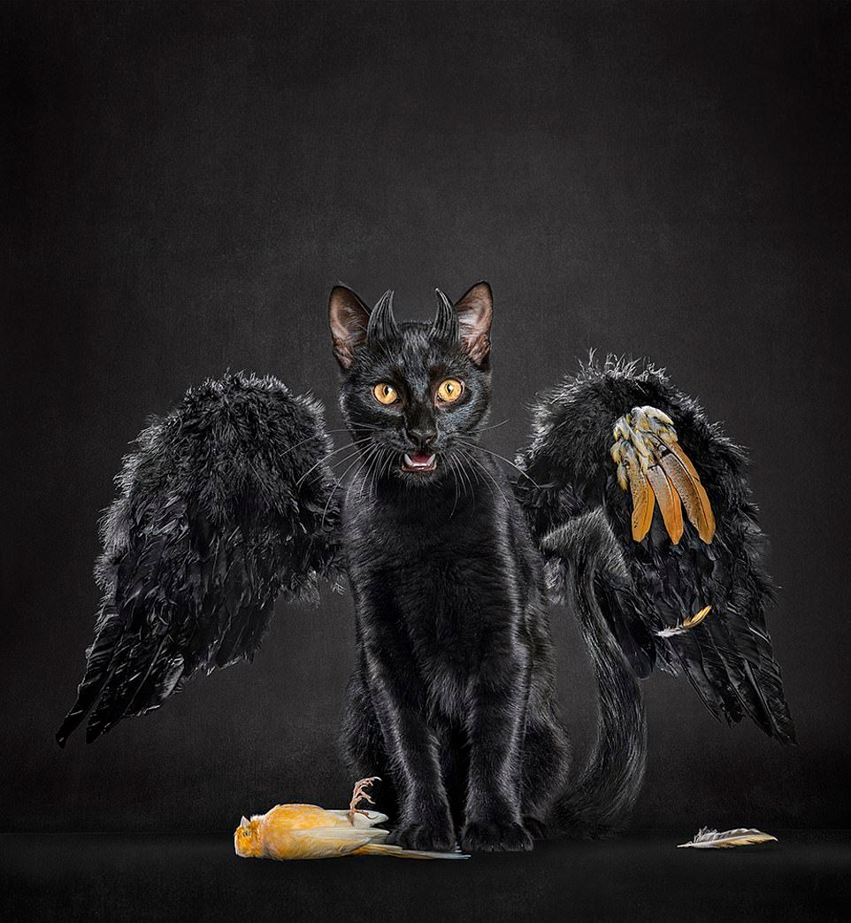 Разочарованная лягушка и корги-королева: фотографы потрясли сеть странными фото животных - фото 447258