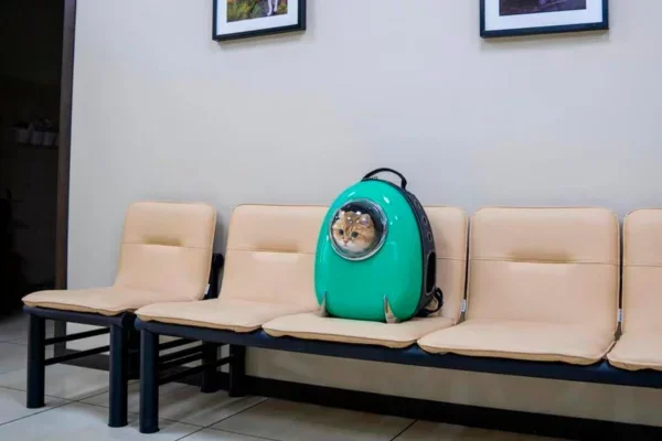 Не кот, а космос: котика в рюкзаке превратили в героя потешных мемов - фото 447369