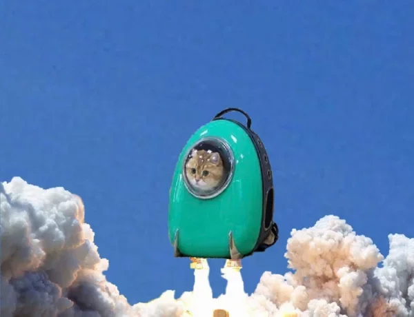 Не кот, а космос: котика в рюкзаке превратили в героя потешных мемов - фото 447373