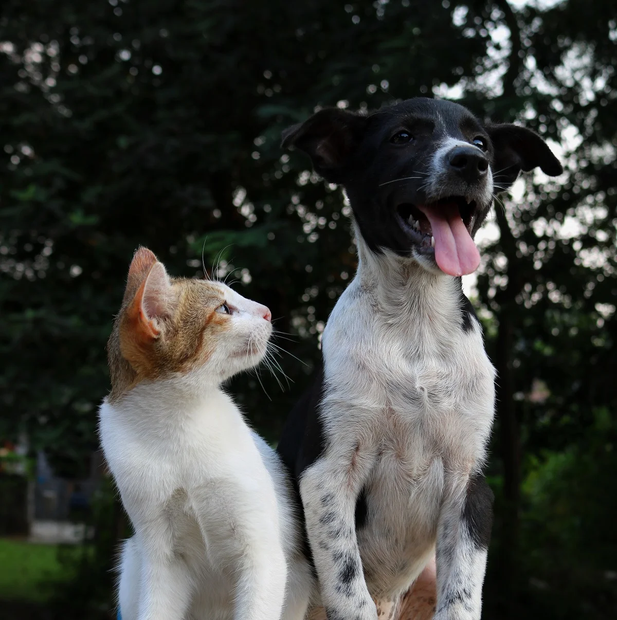Вчені розповіли, хто має більше шансів дожити до 100 років - власники собак чи котиків - фото 447658