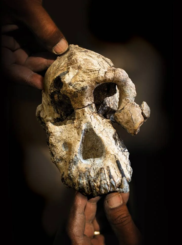 Ученые показали, как выглядели предки людей, и это фото – теория Дарвина наяву - фото 447807