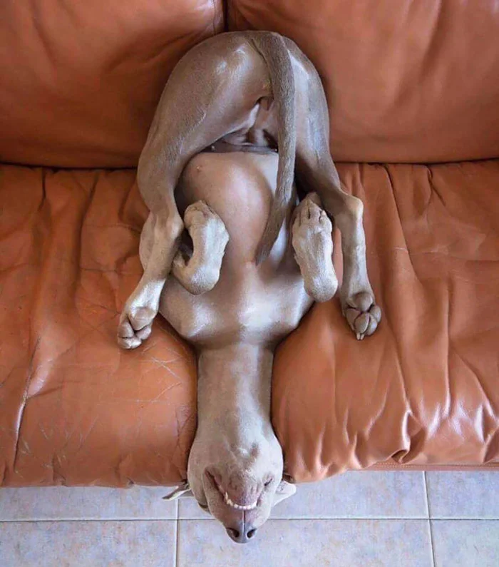 35 забавных фото доказывают, что собаки спят гораздо смешнее, чем люди - фото 448557