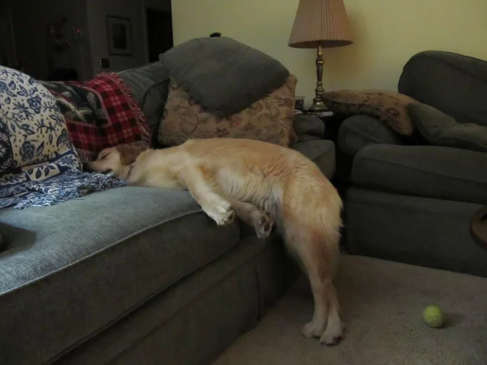35 кумедних фото доводять, що собаки сплять набагато смішніше, ніж люди - фото 448560