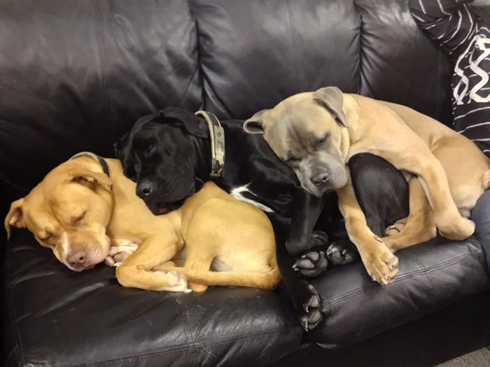 35 забавных фото доказывают, что собаки спят гораздо смешнее, чем люди - фото 448566