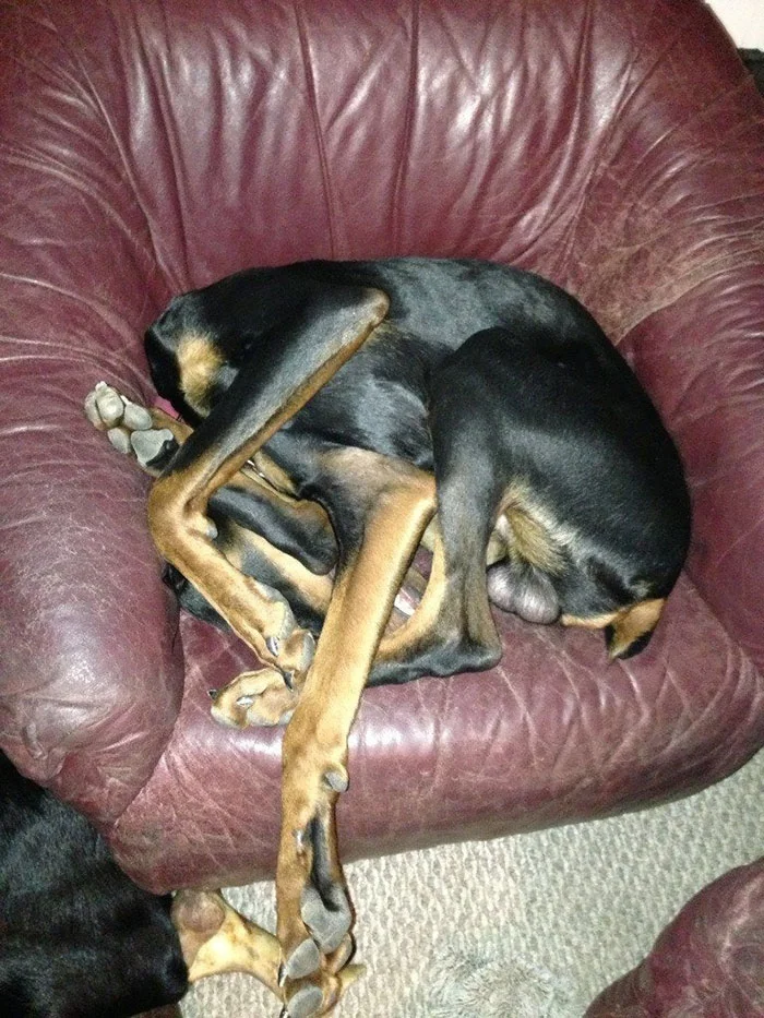 35 забавных фото доказывают, что собаки спят гораздо смешнее, чем люди - фото 448579