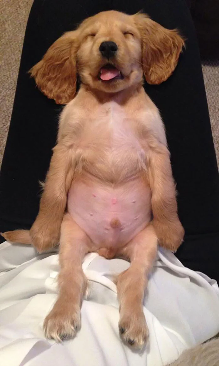 35 кумедних фото доводять, що собаки сплять набагато смішніше, ніж люди - фото 448582