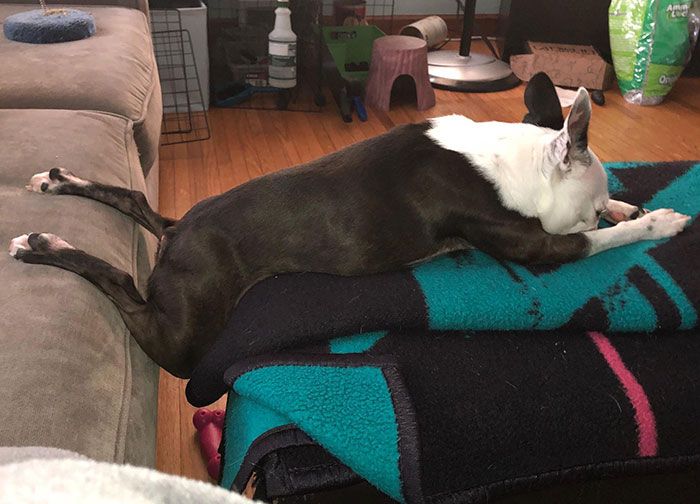 35 забавных фото доказывают, что собаки спят гораздо смешнее, чем люди - фото 448589