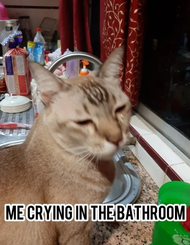 Котик заплакав від цибулі, і його милі фото миттю перетворилися на смішні меми - фото 449581