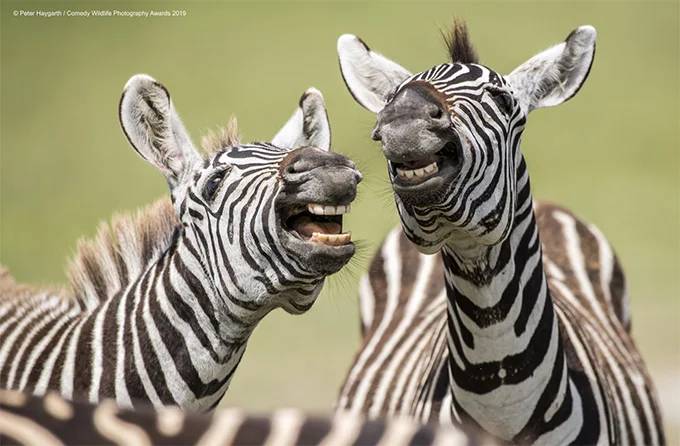 Без смеха не обойдется: опубликовали 40 финалистов комедийной фотографии дикой природы - фото 449996