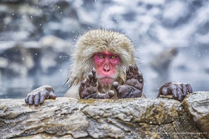 Без смеха не обойдется: опубликовали 40 финалистов комедийной фотографии дикой природы - 450011 Без смеха не обойдется: опубликовали 40 финалистов комедийной фотографии дикой природы - фото 450011
