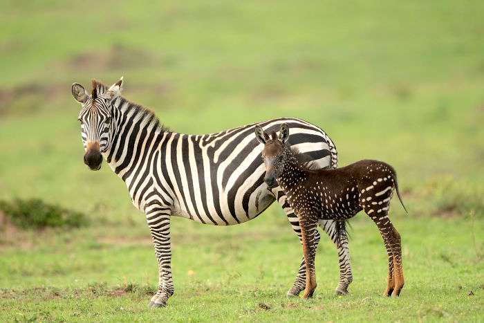 Маленькая зебра родилась с точечками вместо полосок, и такое бывает очень редко - фото 450686