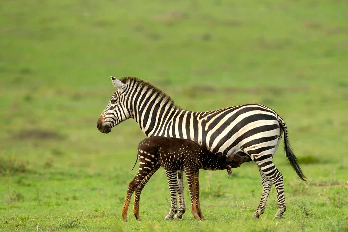 Маленькая зебра родилась с точечками вместо полосок, и такое бывает очень редко - фото 450687