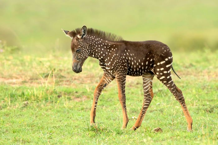 Маленькая зебра родилась с точечками вместо полосок, и такое бывает очень редко - фото 450689