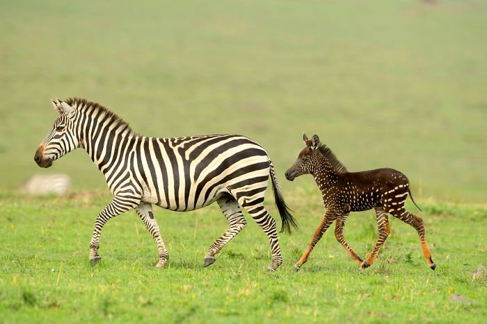 Маленькая зебра родилась с точечками вместо полосок, и такое бывает очень редко - фото 450690