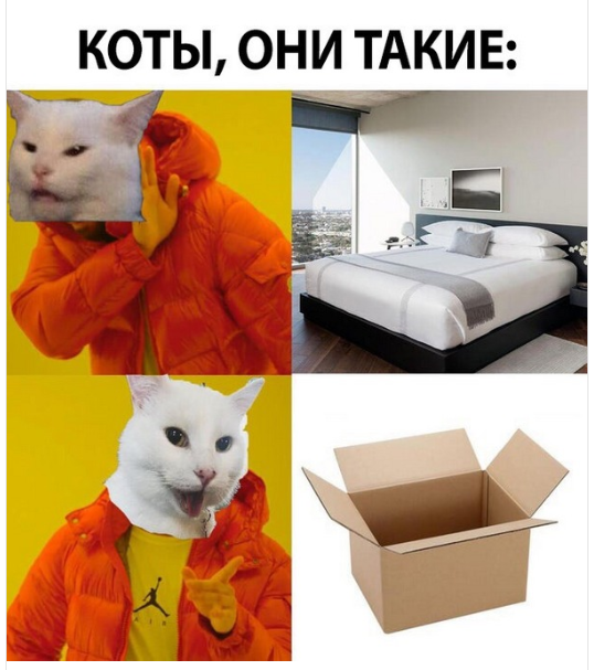 Ти не зможеш втримати сміх від нових мемів з котиками - 452233 Ти не зможеш втримати сміх від нових мемів з котиками - фото 452233