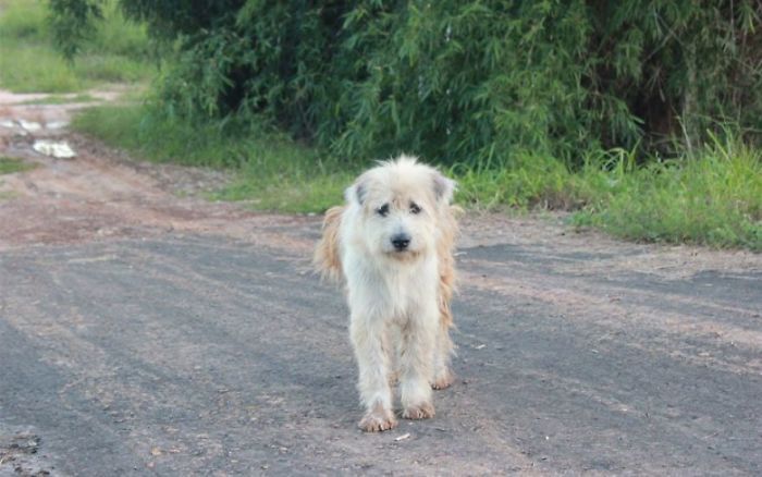 Собака 4 роки залишався на тому місці, де його загубили, і власники повернулись за ним - 453869 Собака 4 роки залишався на тому місці, де його загубили, і власники повернулись за ним - фото 453869