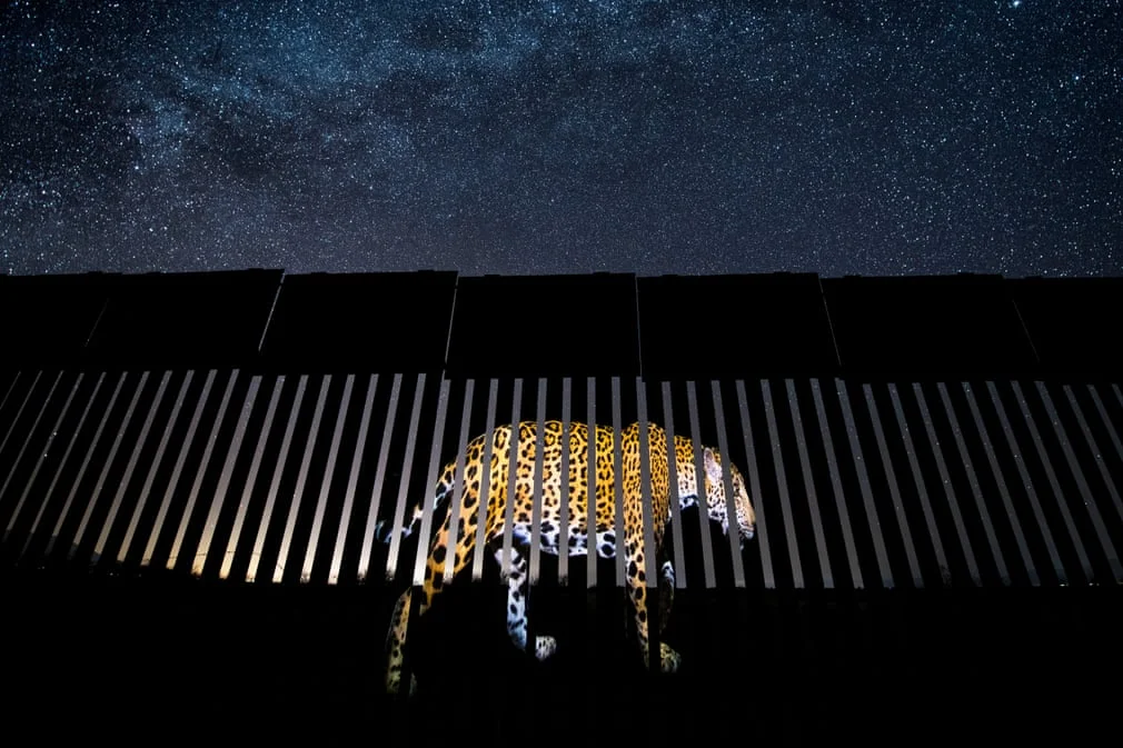 Животные во всей красе: главный конкурс фотографии дикой природы объявил победителей - фото 454246