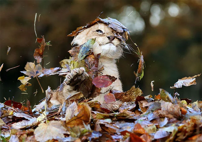 Фотосессия маленького львенка с осенними листочками - это самое милое, что вы видели - фото 454512