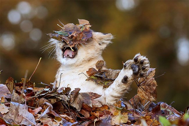 Фотосессия маленького львенка с осенними листочками - это самое милое, что вы видели - фото 454513