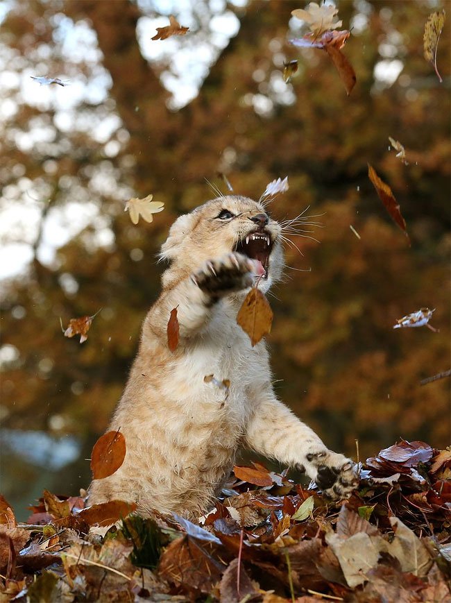Фотосессия маленького львенка с осенними листочками - это самое милое, что вы видели - фото 454514