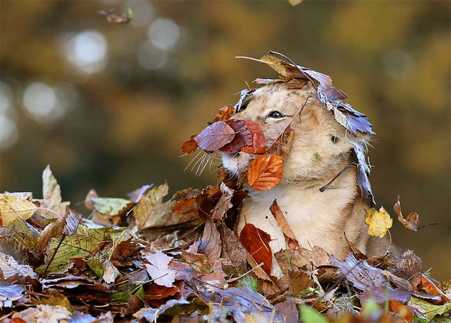 Фотосессия маленького львенка с осенними листочками - это самое милое, что вы видели - фото 454517