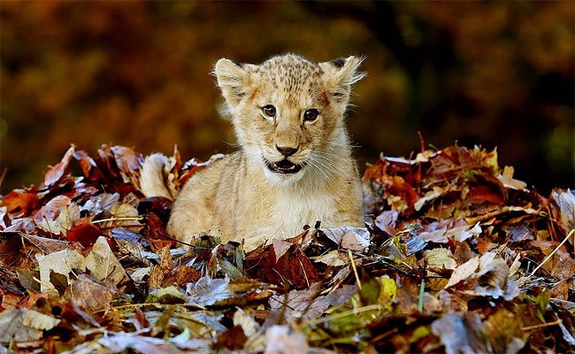 Фотосессия маленького львенка с осенними листочками - это самое милое, что вы видели - фото 454518