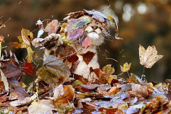 Фотосессия маленького львенка с осенними листочками - это самое милое, что вы видели - фото 454519