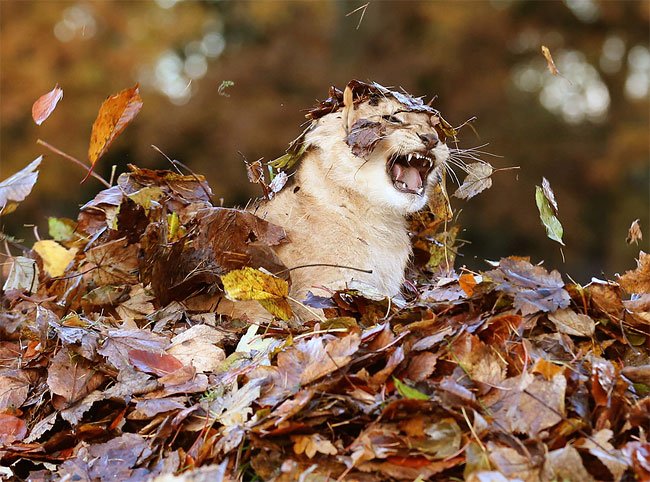 Фотосессия маленького львенка с осенними листочками - это самое милое, что вы видели - фото 454520
