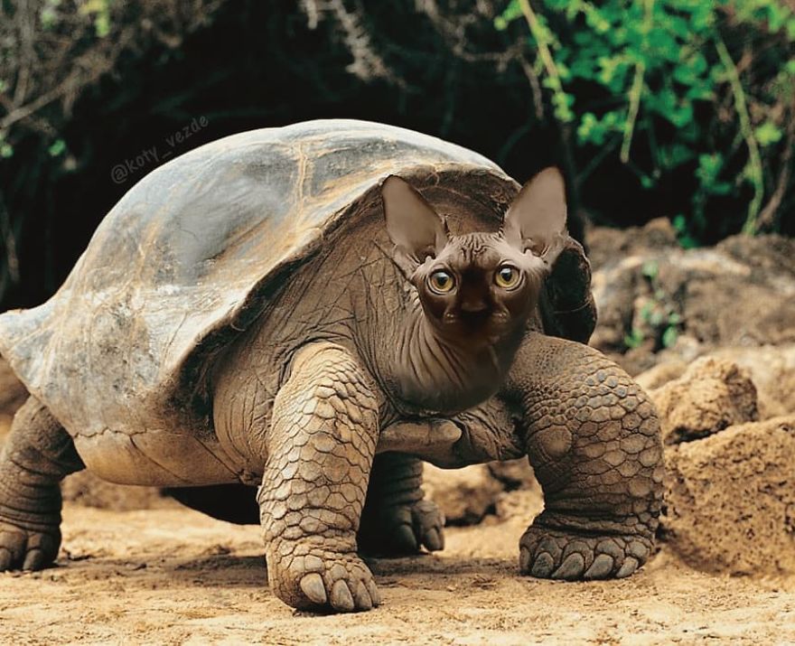 Фотошоп поєднав мордочки котиків з іншими тваринами та створив нових смішних істот - 454874 Фотошоп поєднав мордочки котиків з іншими тваринами та створив нових смішних істот - фото 454874