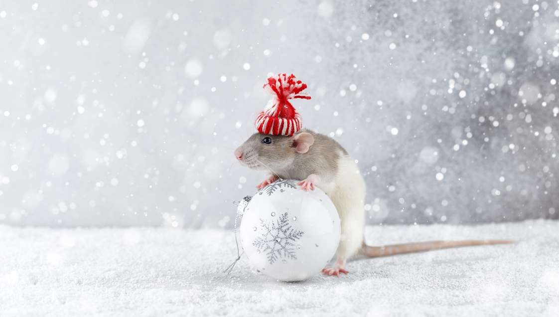 Новый год 2020 - все что ты должен знать о годе Белой Крысы - фото 455136