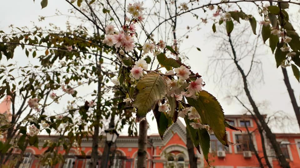 В Киеве зацвела сакура - фото 455575