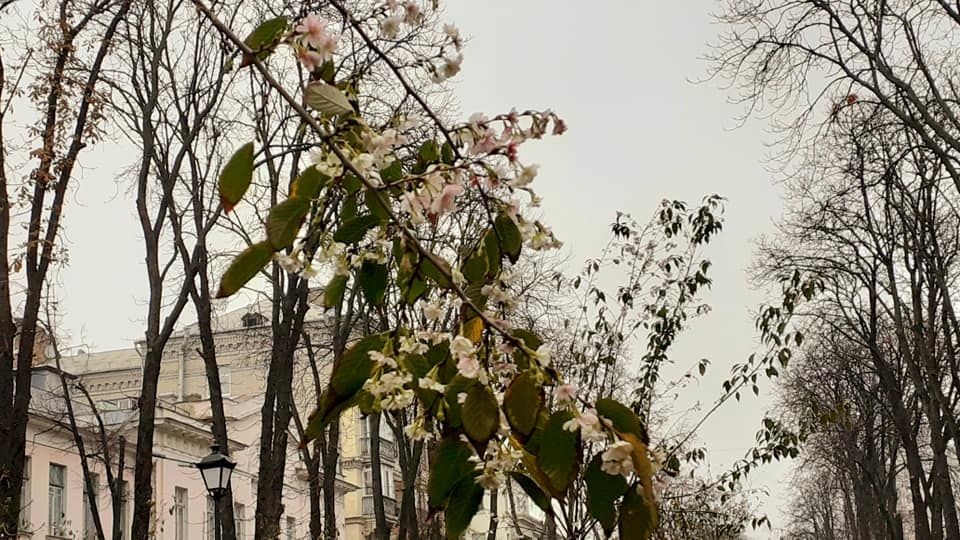 В Киеве зацвела сакура - фото 455577