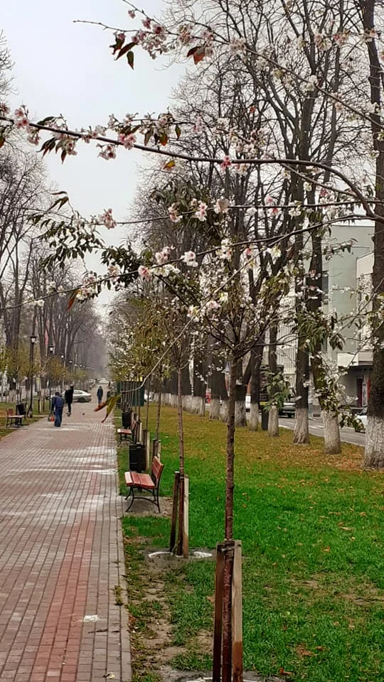 В Киеве зацвела сакура - фото 455584