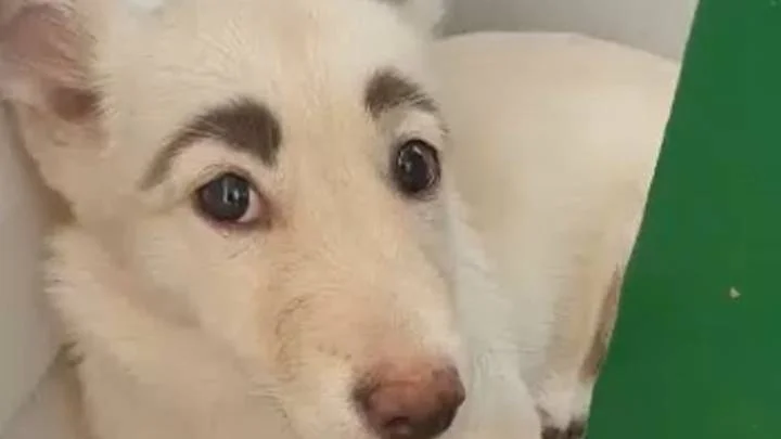 Нашли собачку с настоящими бровями, и ее внешность действительно уникальная - фото 455970