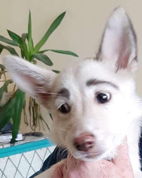 Нашли собачку с настоящими бровями, и ее внешность действительно уникальная - фото 455973