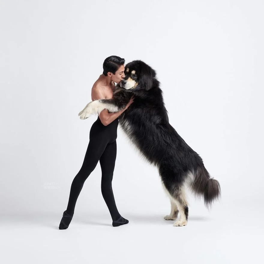 Танцоры снялись с собаками, и четвероногие доказали, что умеют двигаться не хуже - фото 456626
