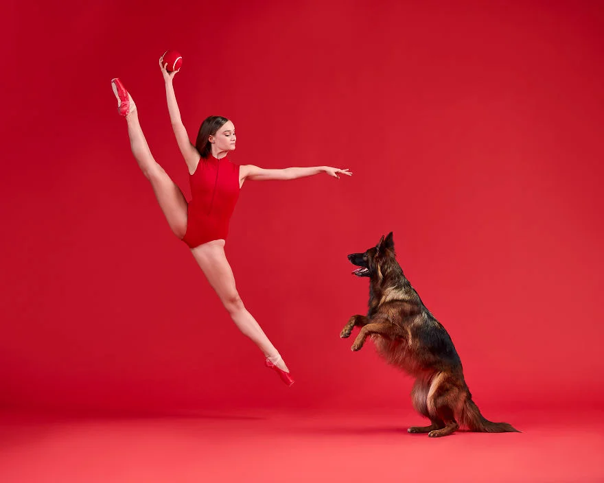 Танцоры снялись с собаками, и четвероногие доказали, что умеют двигаться не хуже - фото 456633