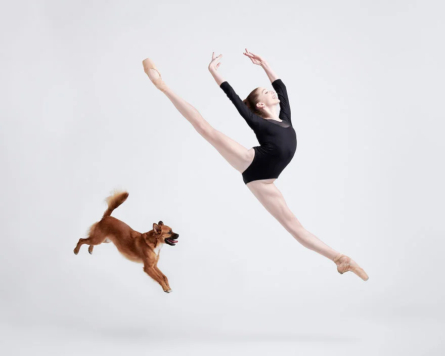 Танцоры снялись с собаками, и четвероногие доказали, что умеют двигаться не хуже - фото 456636