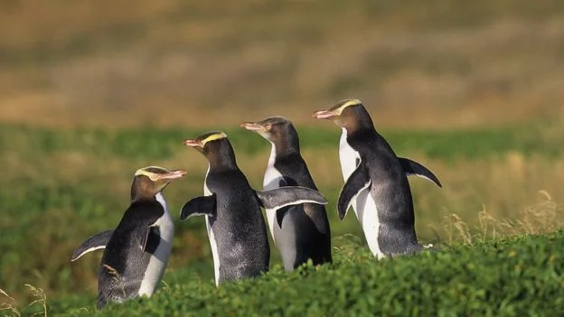 В Новой Зеландии назвали птицу года, и ею стал волшебный пингвинчик - фото 457540